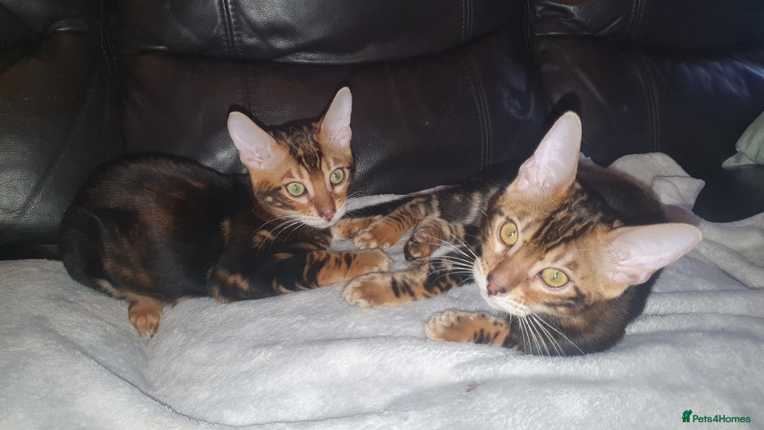 Bengal cats for sale: Pedigree Bengal Kittens - Advert 9