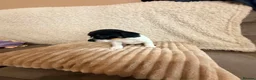 Jack Russell dogs for sale: 2 left!!! Jackrussle puppies   - Advert 6