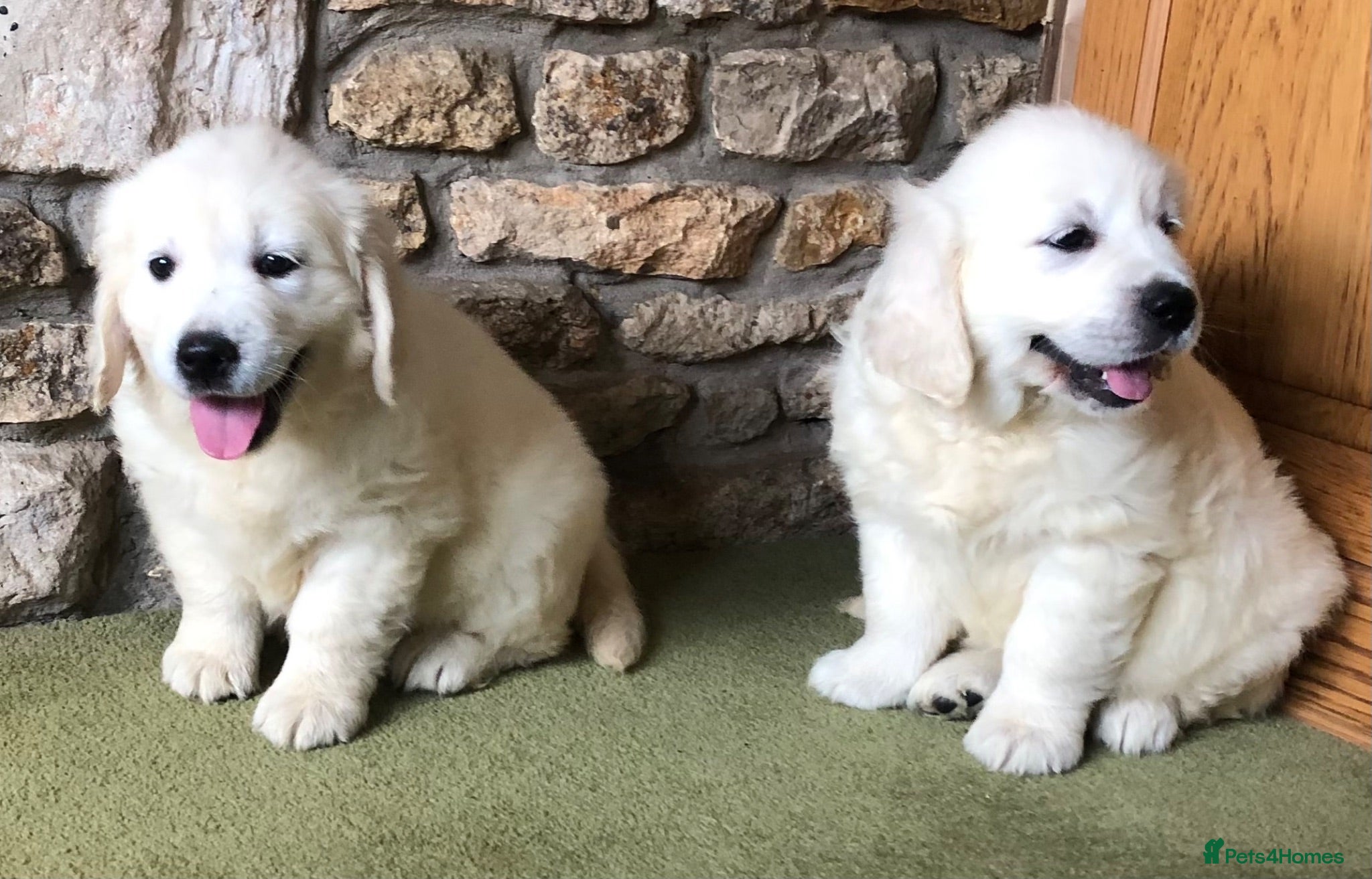 Golden Retriever dogs Lovely chunky cream puppies  - Advert 1