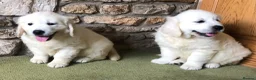 Golden Retriever dogs for sale: Lovely chunky cream puppies  - Advert 1