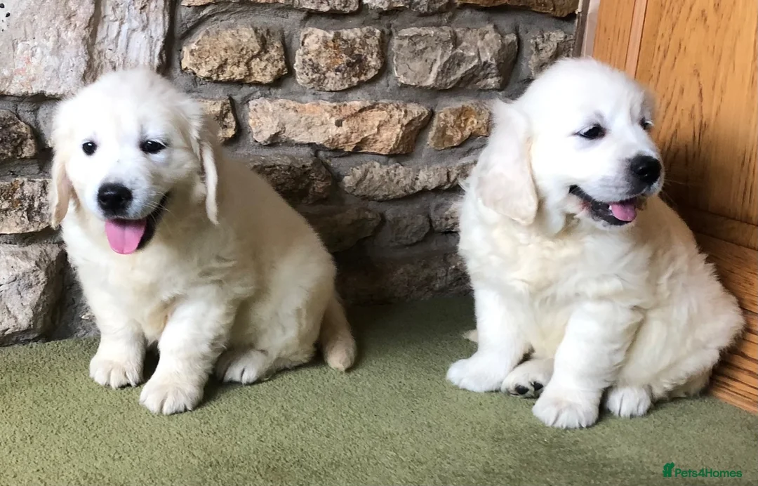 Golden Retriever dogs for sale: Lovely chunky cream puppies  - Advert 1