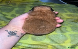 Pomeranian dogs for sale: Pomeranian  - Image 11