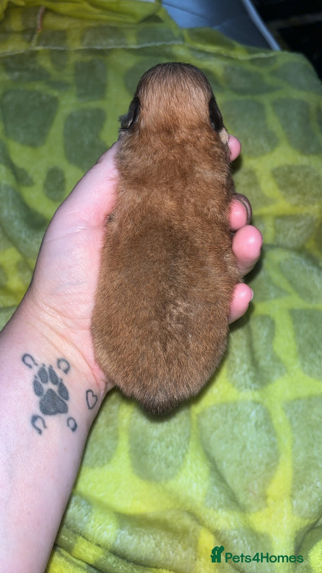 Pomeranian dogs for sale: Pomeranian  - Image 11