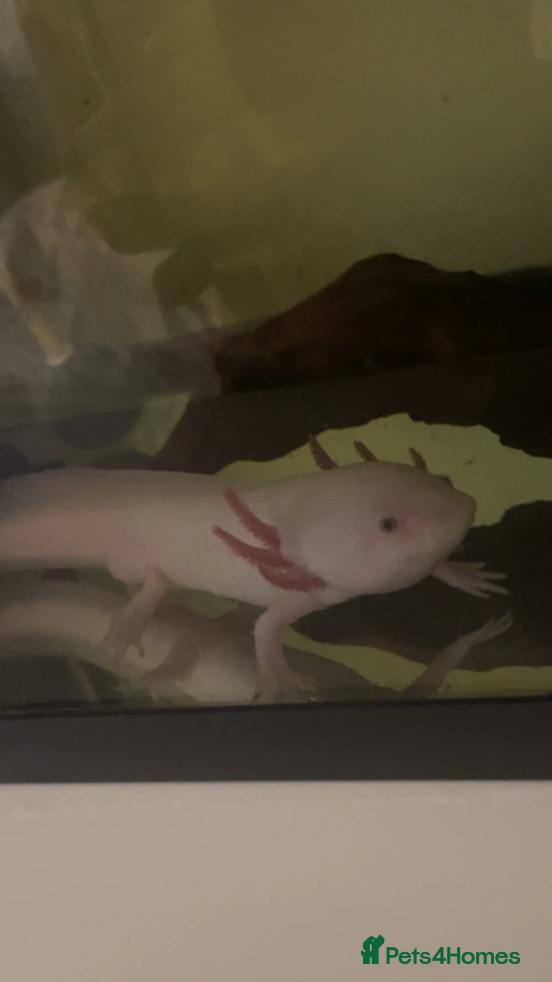 Axolotl reptiles for sale: Leucistic Axolotl - Advert 2