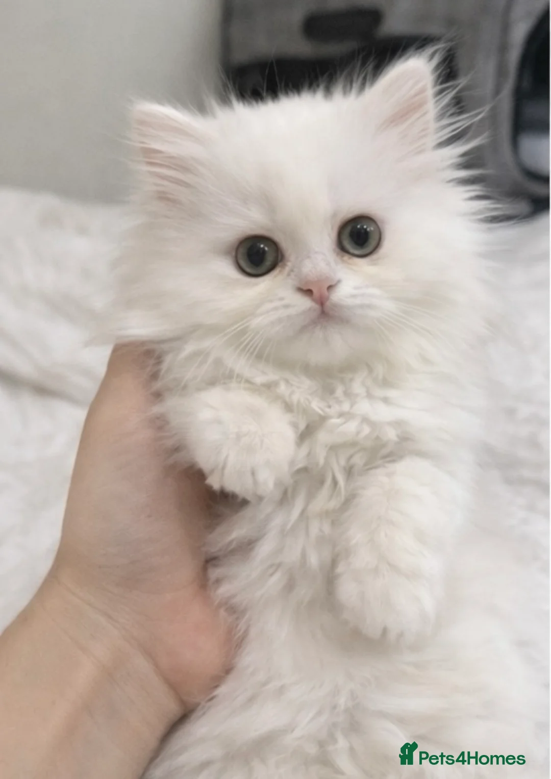 Persian cats for sale: Beautiful White Persian Kitten Fully Vaccinated - Advert 7