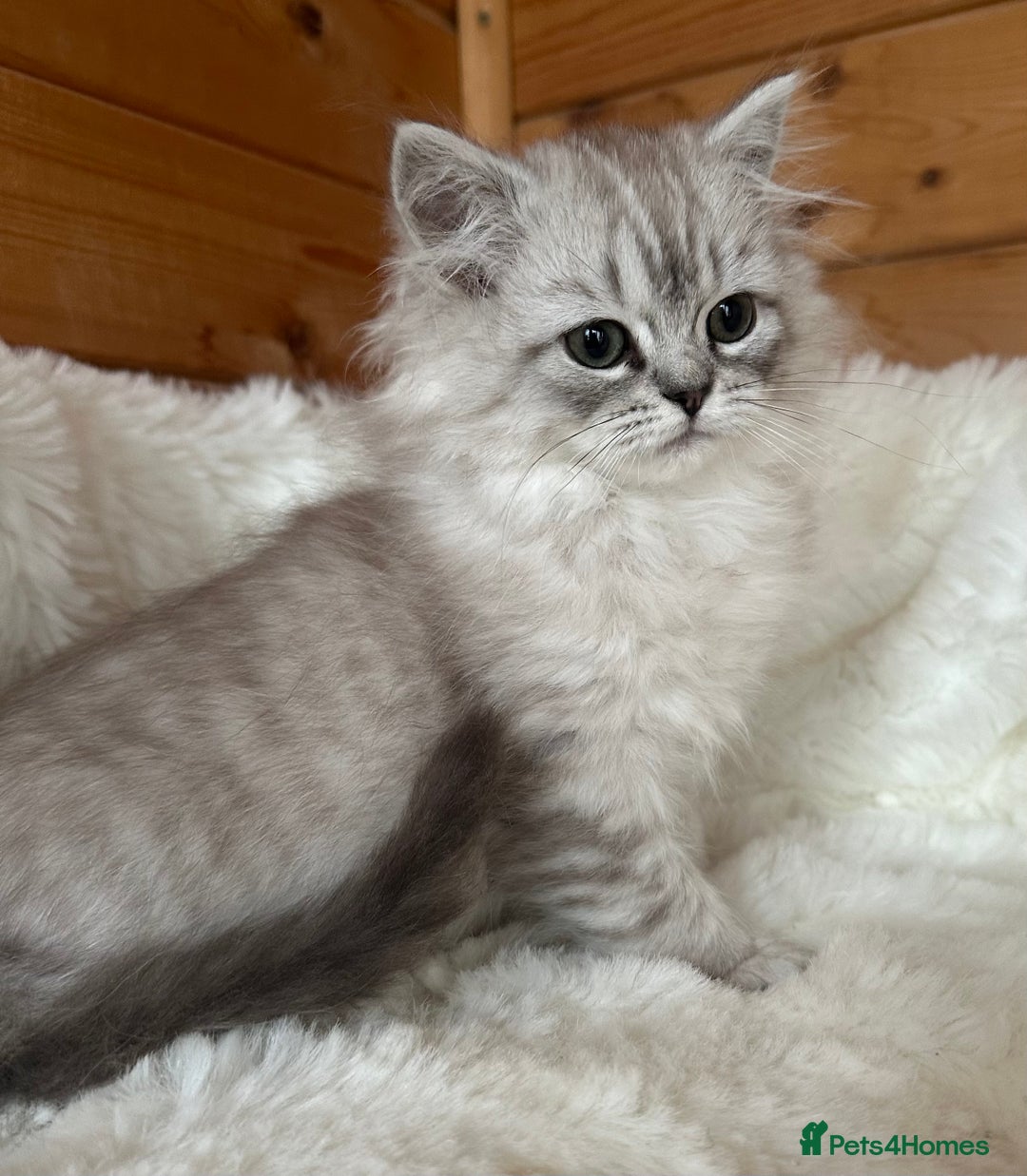 RagaMuffin cats for sale: AUTHENTIC RAGAMUFFIN KITTENS  - Advert 3