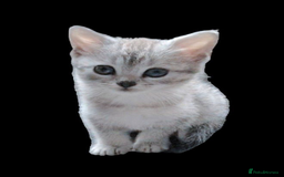 British Shorthair cats for sale: Now Ready to leave! Cute Little British Shorthair - Image 7