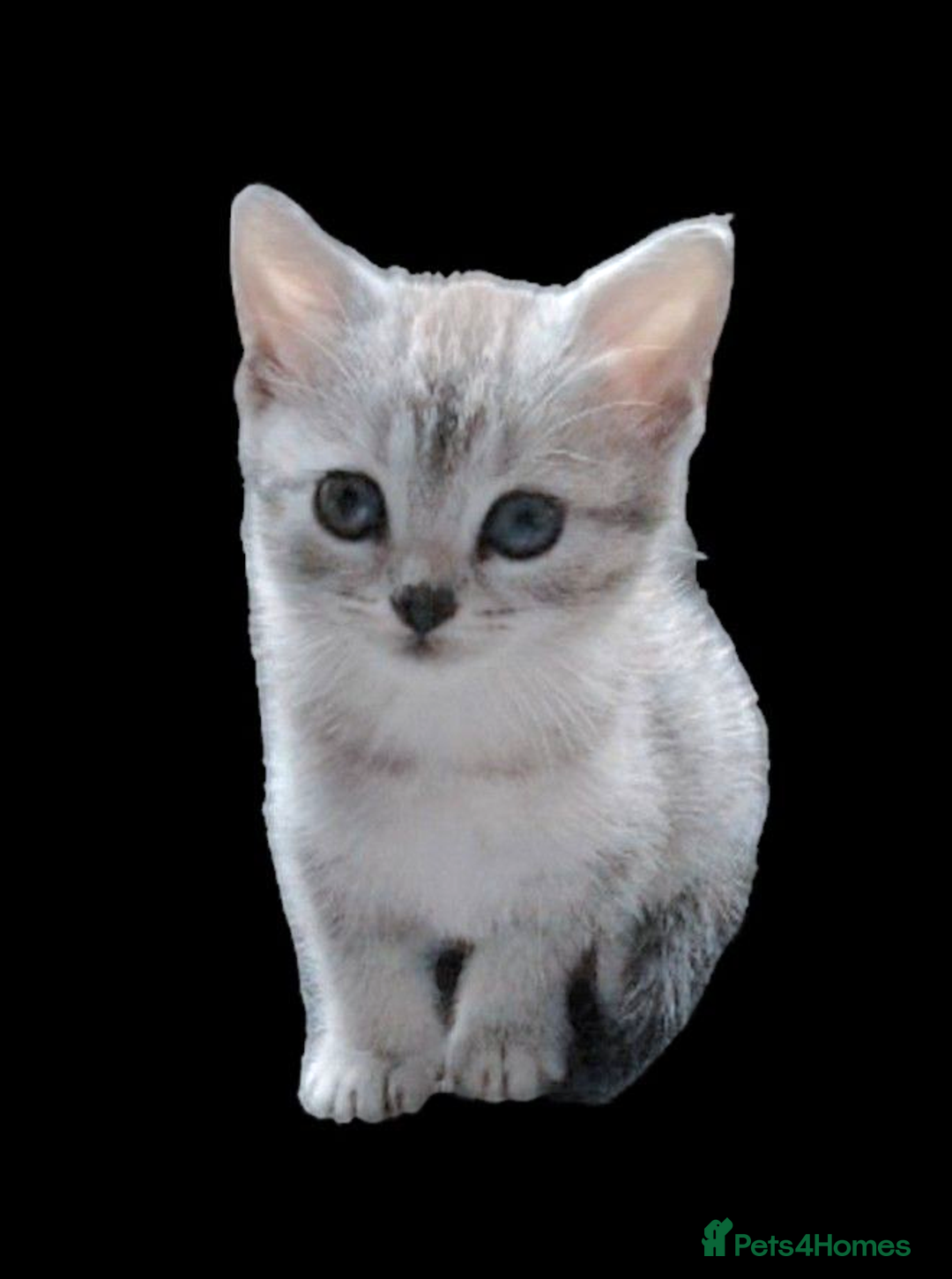 British Shorthair cats for sale: Now Ready to leave! Cute Little British Shorthair - Image 7