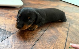Miniature Dachshund dogs for sale: Beautiful KC Registered Miniature Dachshunds - Image 7