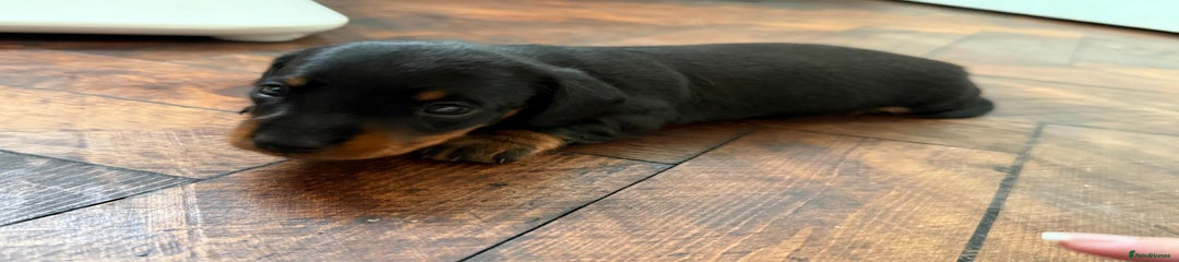 Miniature Dachshund - Frank