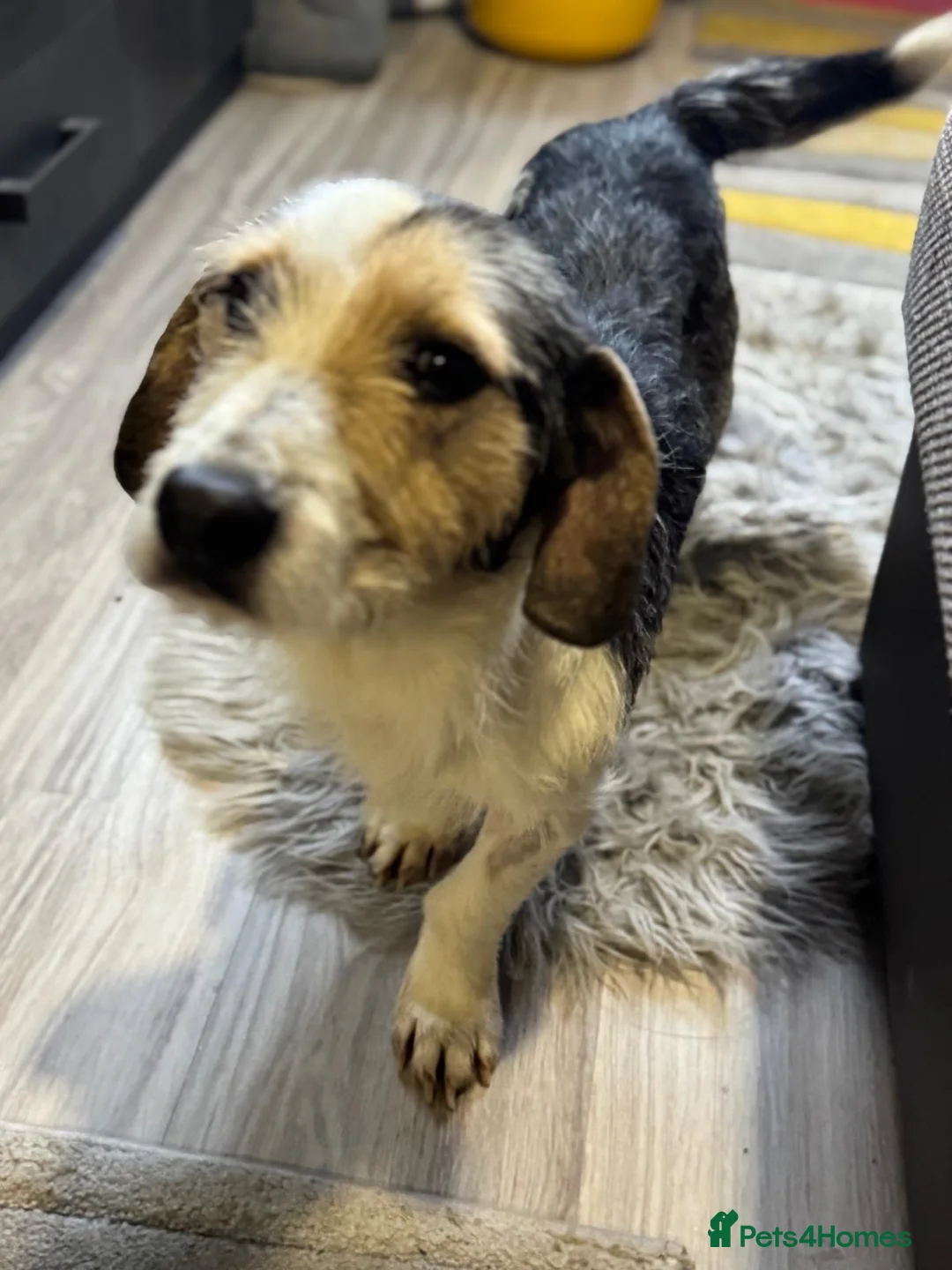 Mixed Breed dogs for adoption: Sweet Rami is looking for LOVE - Advert 20