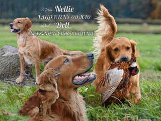 Golden Retriever dogs - Advert 21