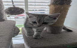 Mixed Breed cats for sale: 2 British Shorthair cross Ragdoll Boys Available  - Image 4