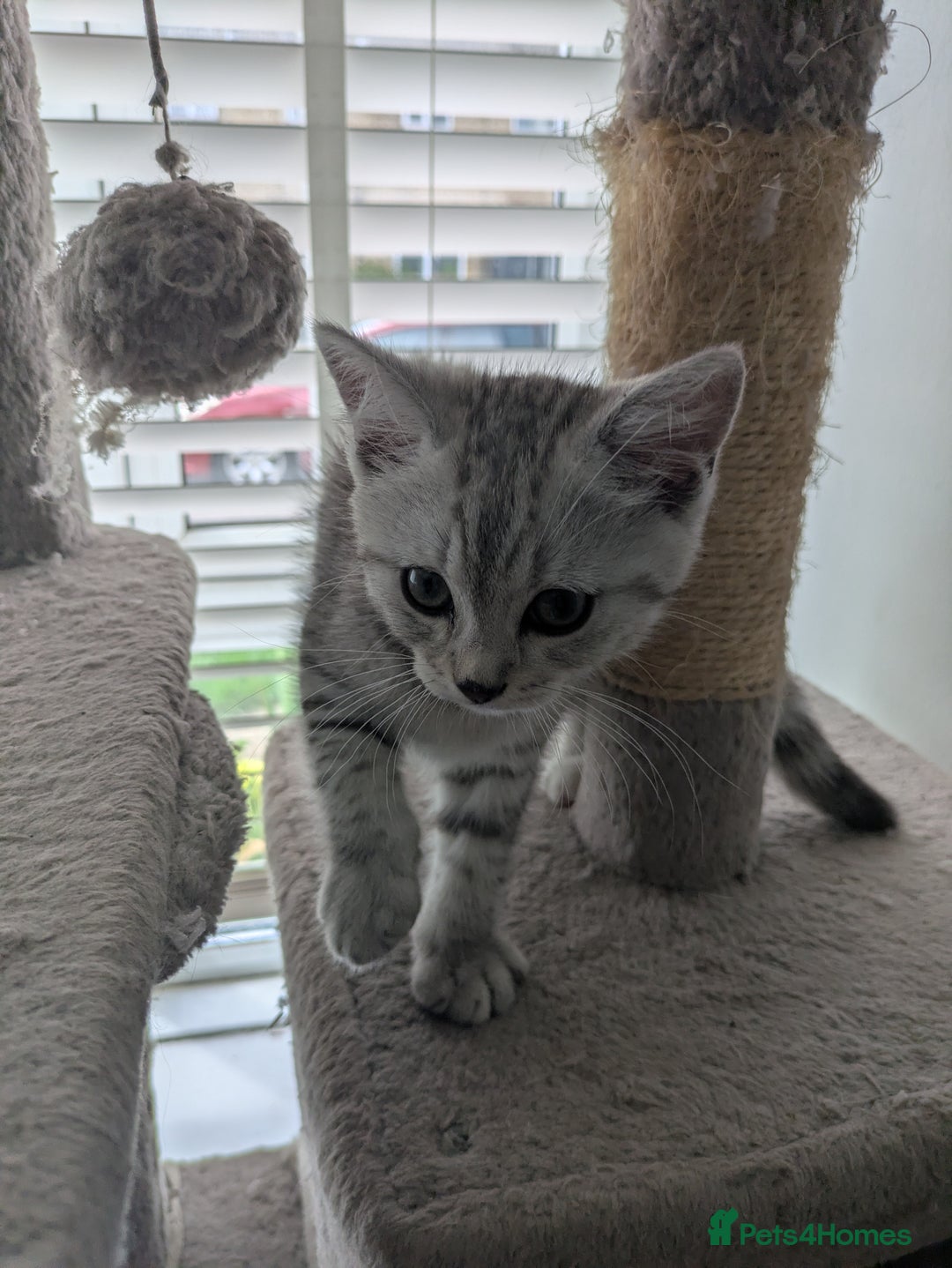 Mixed Breed cats for sale: 2 British Shorthair cross Ragdoll Boys Available  - Image 4