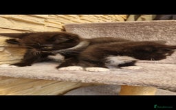 Mixed Breed cats for sale: Kittens😺 - Image 16