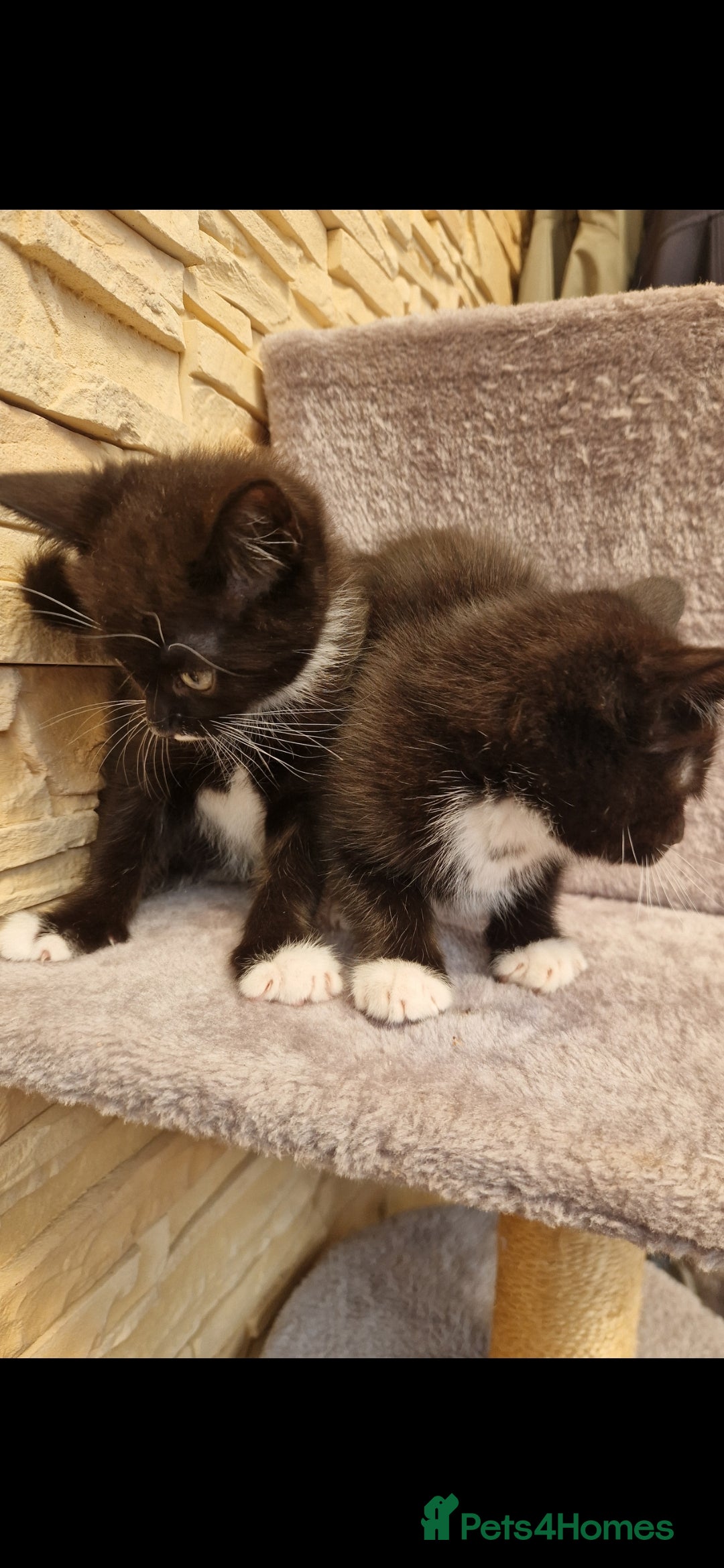 Mixed Breed cats for sale: Kittens😺 - Image 16