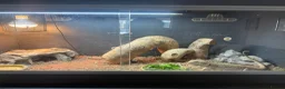 Bearded Dragon reptiles for sale: Bearded dragon and full set up  - Advert 6