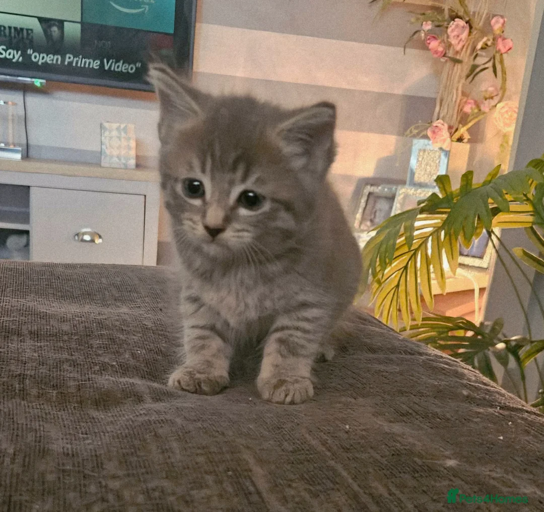 Mixed Breed cats for sale: Kittens  - Advert 2