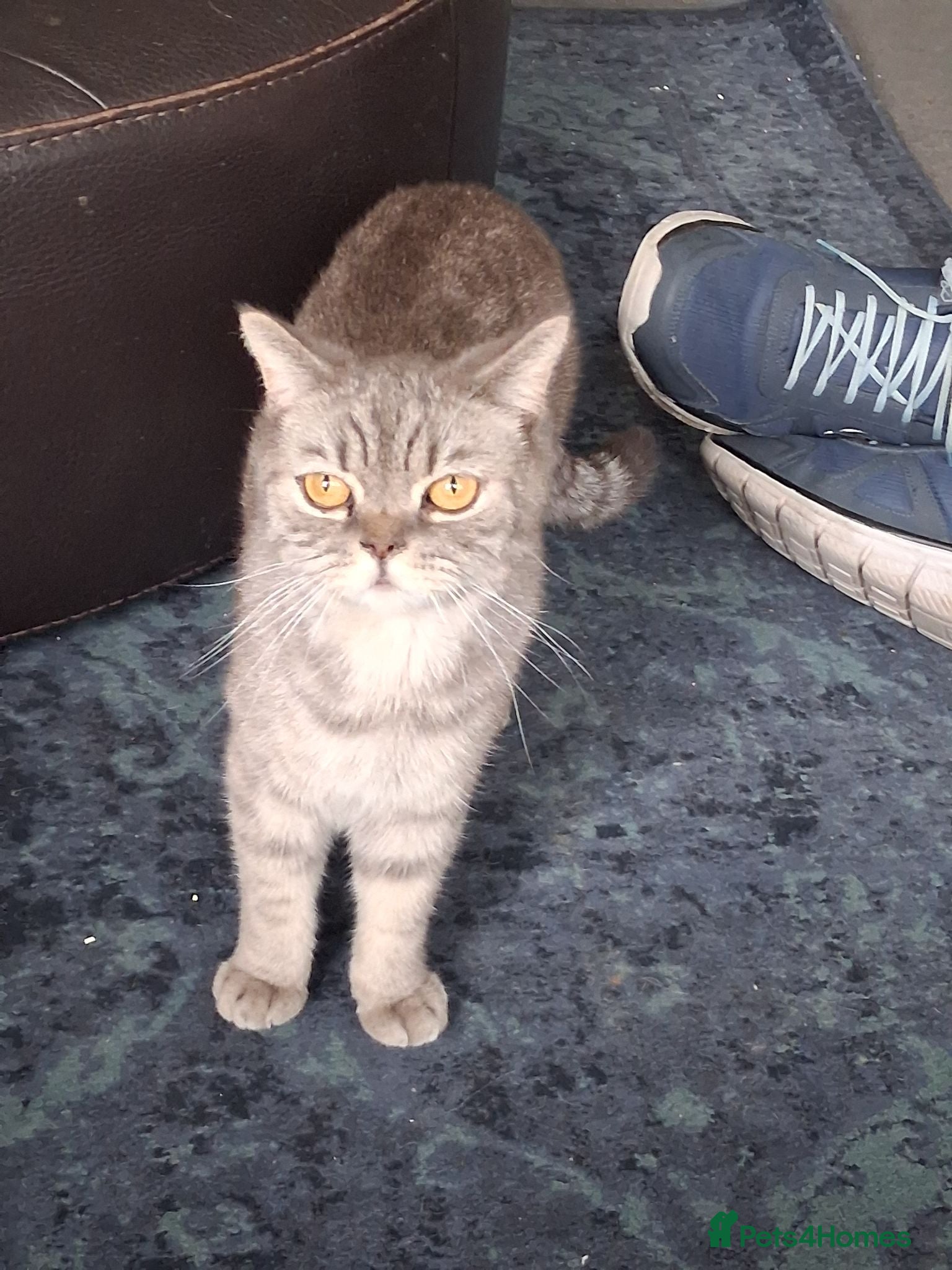 British Shorthair cats Gccf and tica registered blue silver tabby bsh - Advert 14