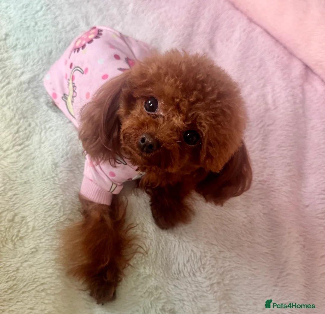 Toy Poodle dogs for sale: Tiny Asian Poodle  - Advert 6