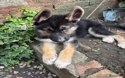 Shepsky dogs for sale: Shepsky - Image 13