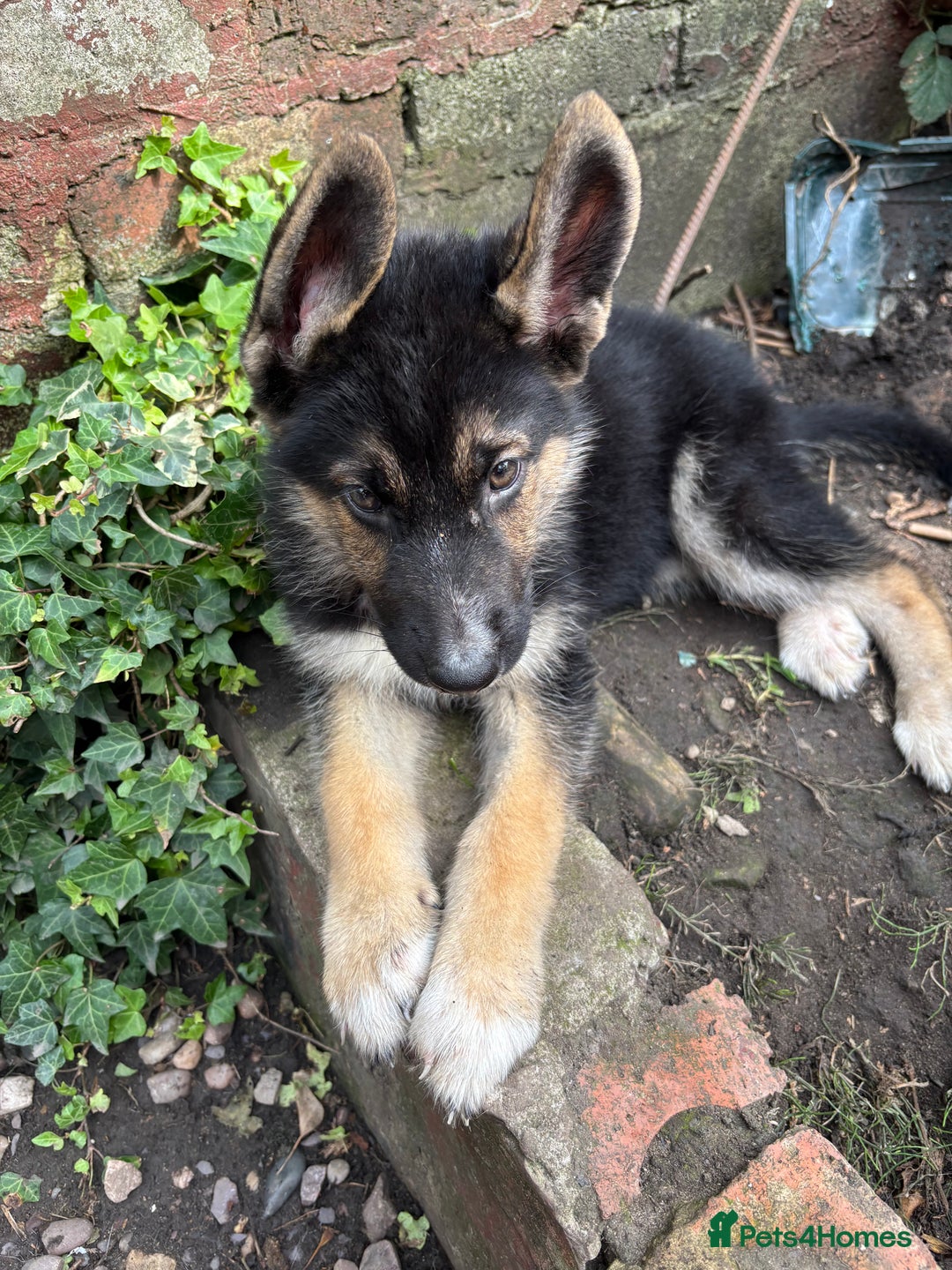 Shepsky dogs for sale: Shepsky - Image 13