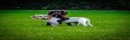 Cocker Spaniel dogs for stud: KC reg Working Cocker Spaniel for Stud in Cambridge - Advert 9