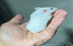 Hamster rodents for sale: STUNNING TAME PEDIGREE CHINESE HAMSTER PUPS in Orpington - Image 7