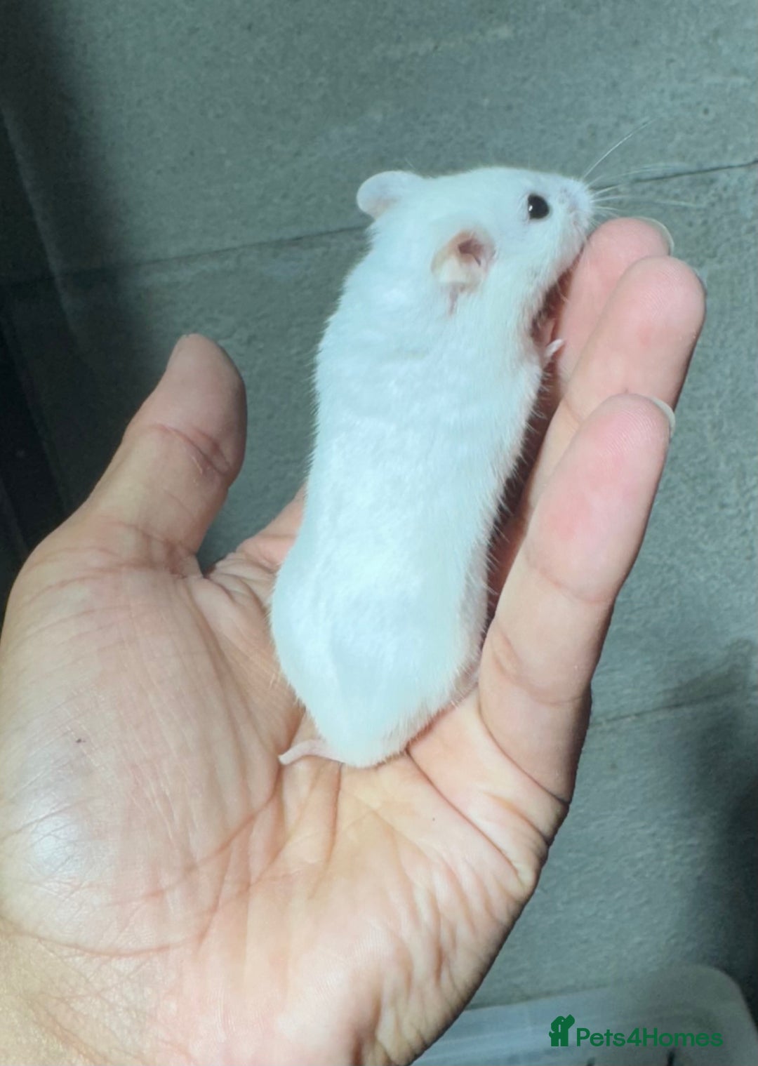 Hamster rodents for sale: STUNNING TAME PEDIGREE CHINESE HAMSTER PUPS in Orpington - Image 7