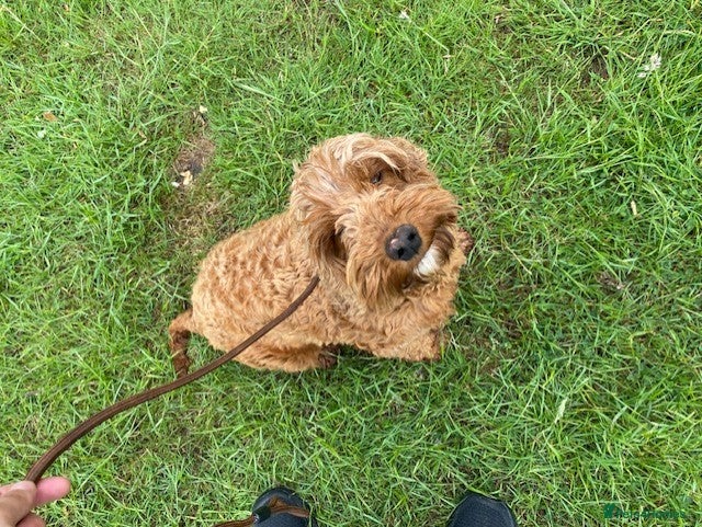 Cavapoo dogs for sale: 💕 Peach the cavapoo 💕 - Advert 2