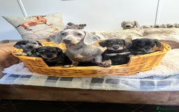 Mixed Breed dogs for sale: Adorable Daxi Jacks - Image 1