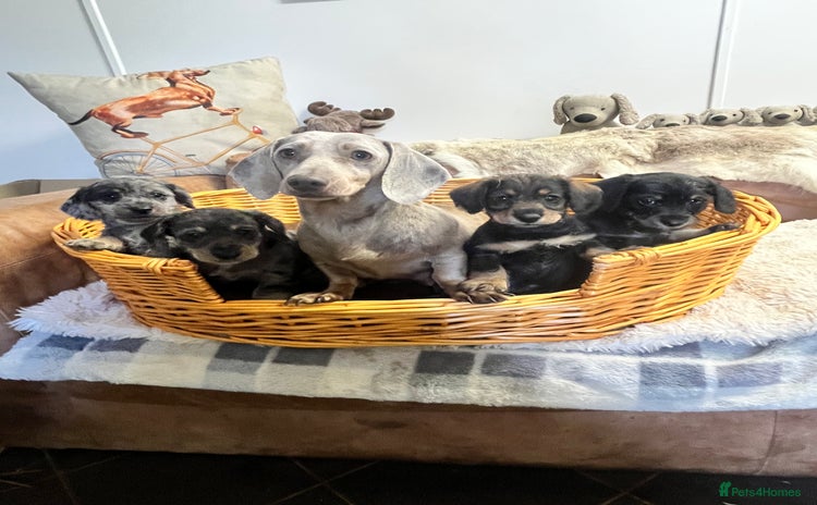 Mixed Breed dogs - Advert 12