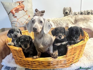 Mixed Breed dogs - Advert 14
