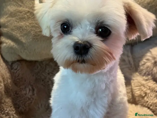 Maltese dogs Maltese Boy - Advert 2