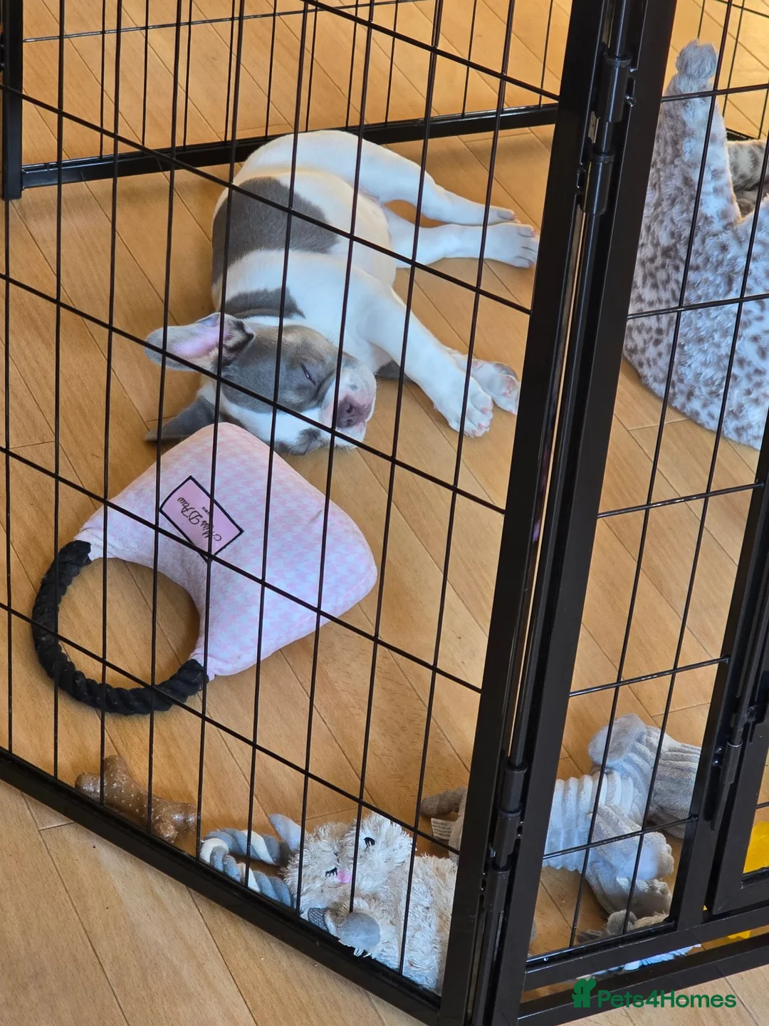 French Bulldog dogs for sale: Pebbles 14 weeks and amazing x - Advert 8