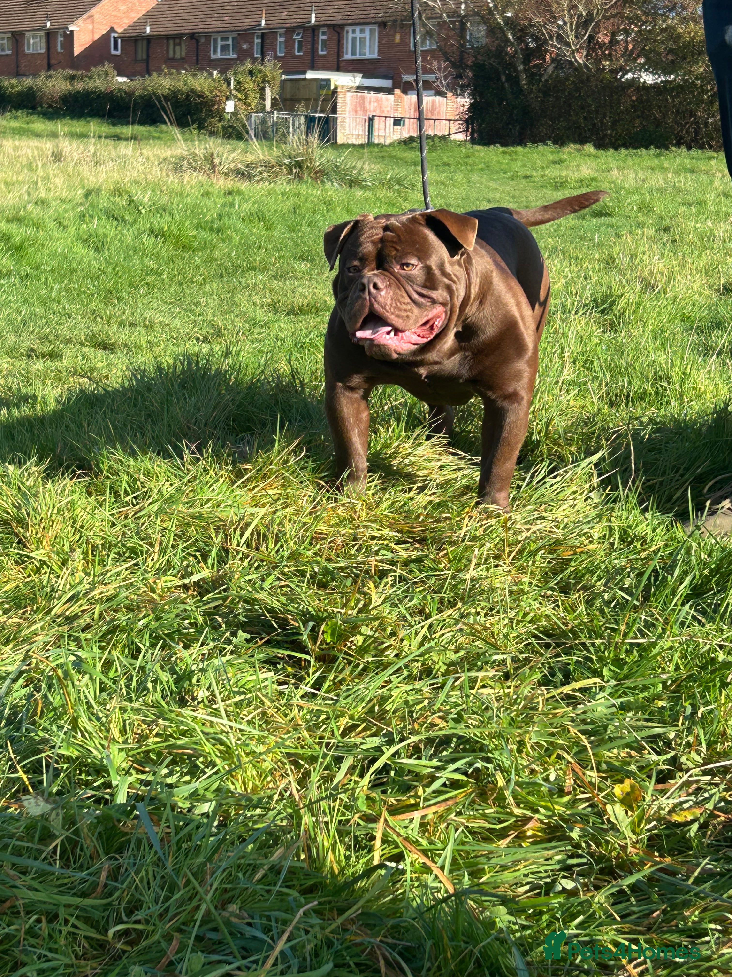 Olde English Bulldogge dogs Don Julio up for stud 🥃 🇧🇷 🇬🇧  - Advert 5