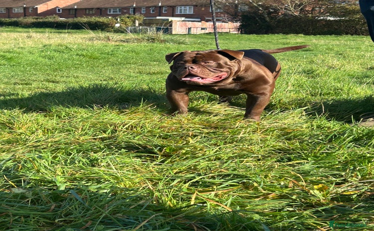 Olde English Bulldogge dogs Don Julio up for stud 🥃 🇧🇷 🇬🇧  - Advert 8