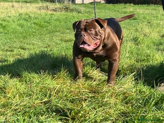 Olde English Bulldogge dogs Don Julio up for stud 🥃 🇧🇷 🇬🇧 - Advert 6