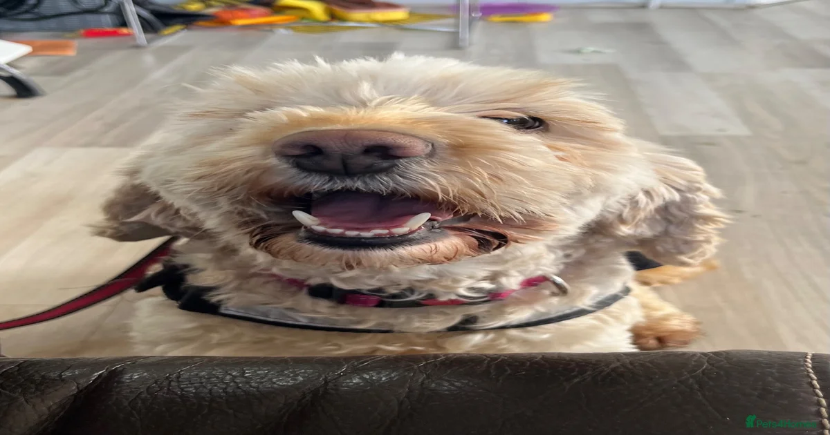 Cockapoo Puppies for sale in Northern Ireland | Pets4Homes