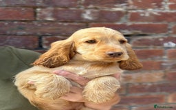 Cocker Spaniel dogs for sale: Show cocker spaniel in Bradford - Image 26