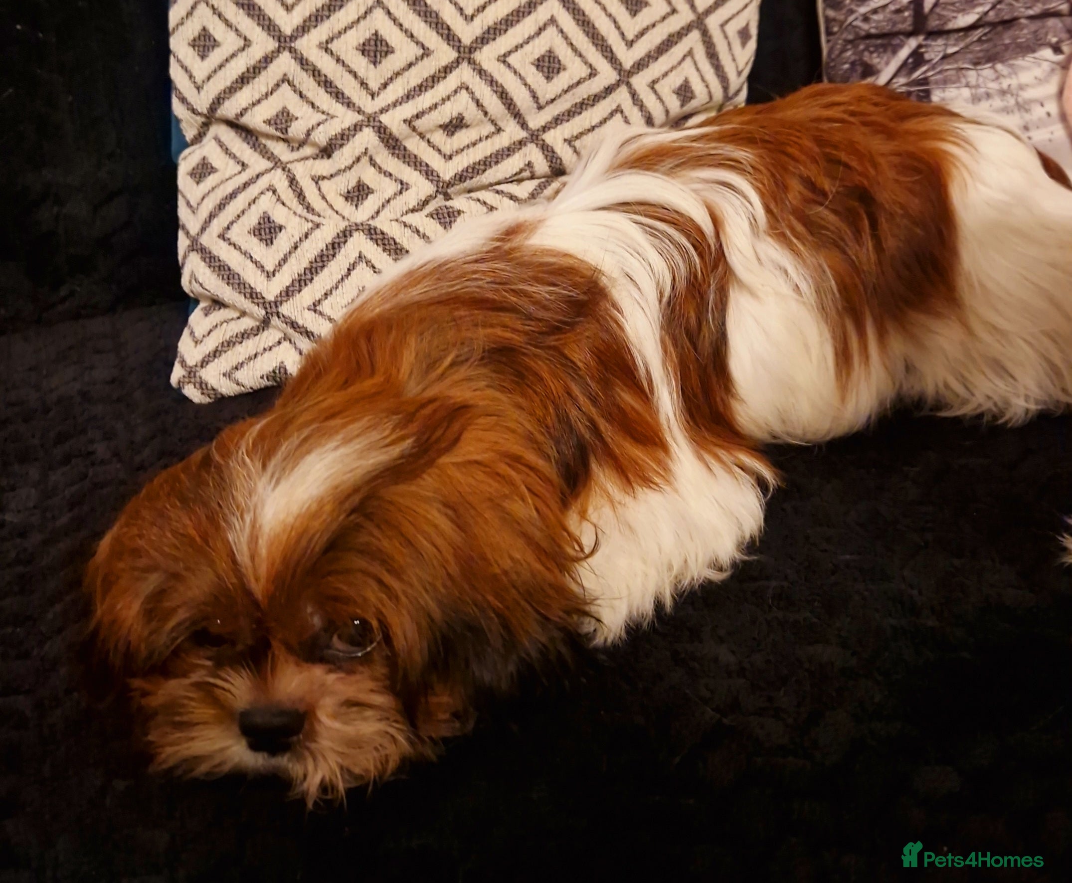 Shih Tzu dogs Shih tzu puppies  - Advert 1