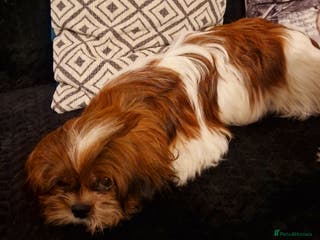 Shih Tzu dogs Shih tzu puppies - Advert 5