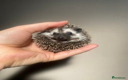 Pygmy Hedgehog rodents for sale: African Pygmy hoglet available to reserve  - Image 3