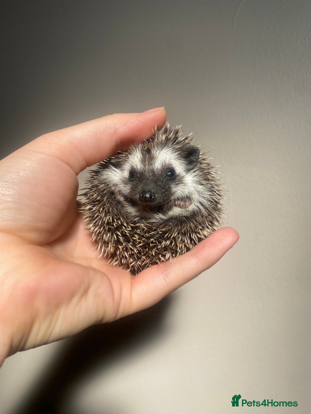Pygmy Hedgehog rodents for sale: African Pygmy hoglet available to reserve  - Image 3