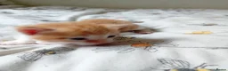Mixed Breed cats for adoption: Rare female kittens - Advert 7