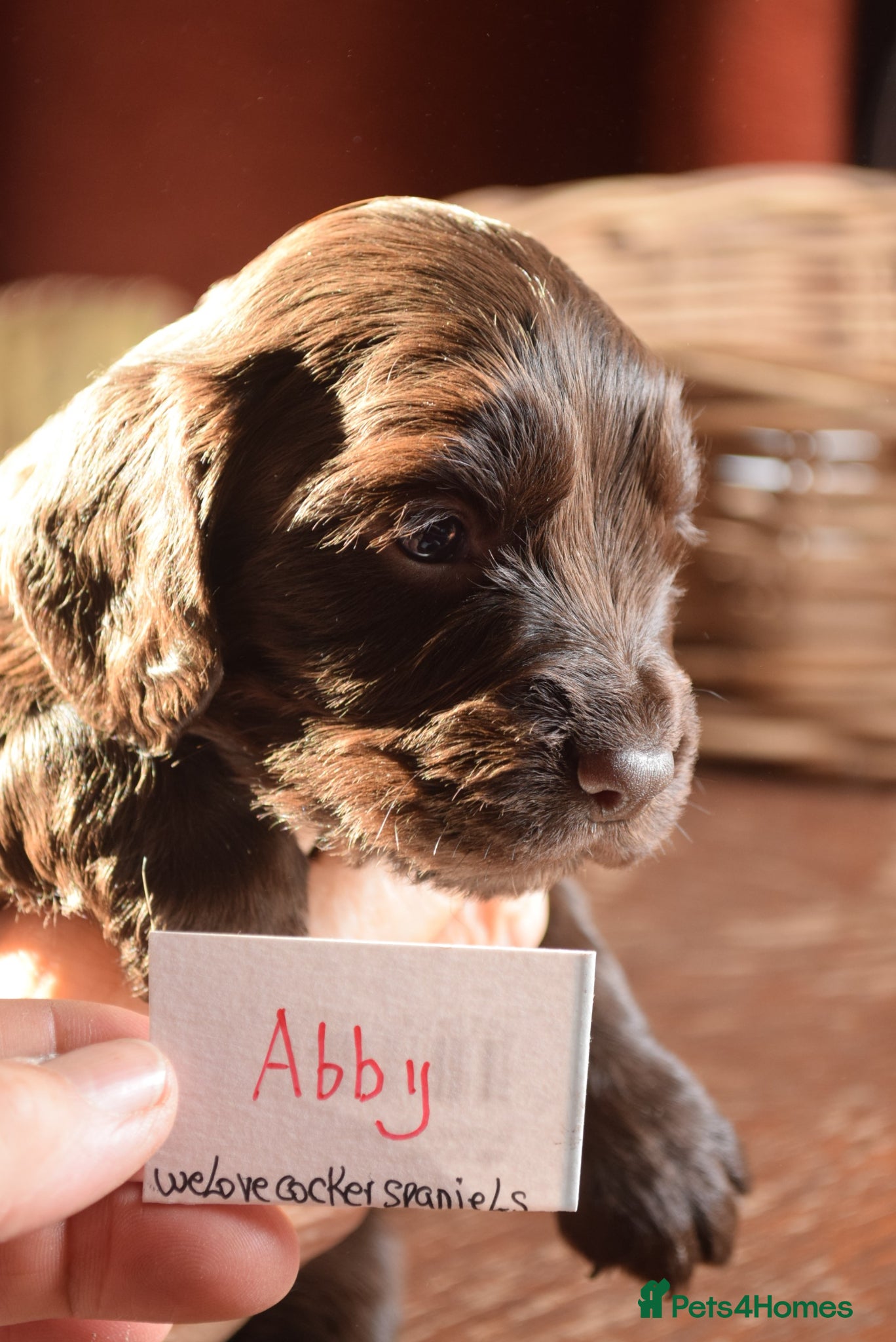 Cocker Spaniel dogs KC Reg Cocker Licensed Breeder 19 years - Advert 12