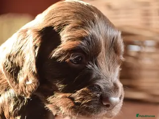Cocker Spaniel dogs KC Reg Cocker Licensed Breeder 19 years - Advert 12