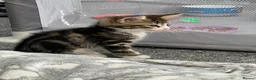 Mixed Breed cats for sale: 3 Playful beautiful kittens, 1 girl 2 boys - Advert 4