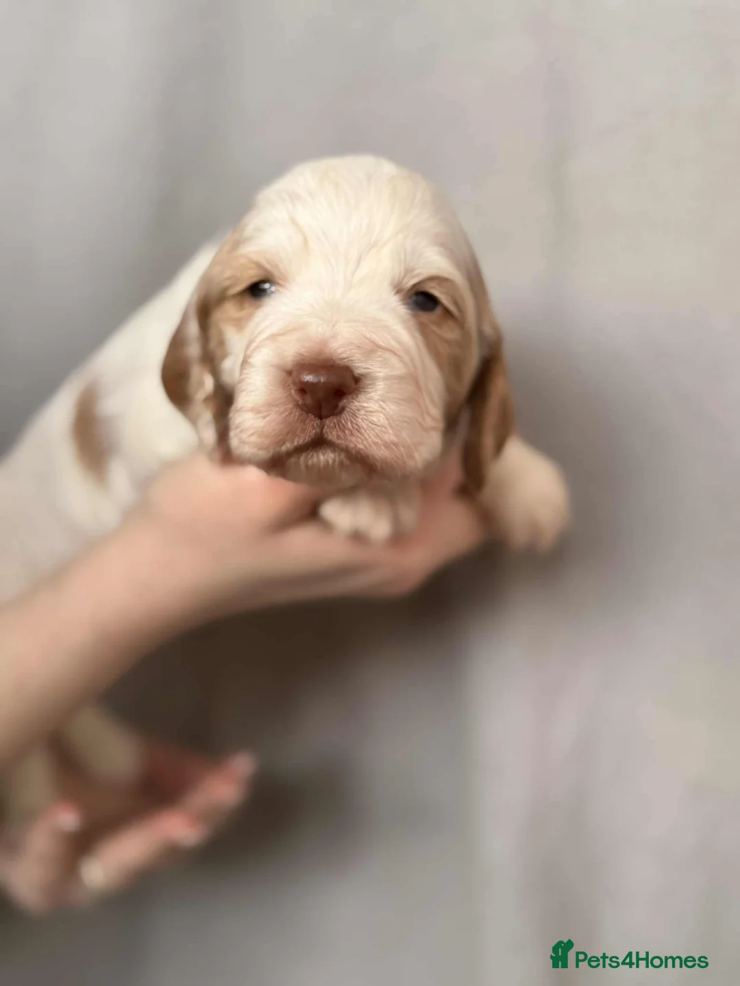Cocker Spaniel dogs for sale: 🐶🐾 Exceptional Working Cocker Spaniel Puppies 🐾 - Advert 33