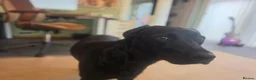Labrador Retriever dogs for sale: Willow - Young Labrador looking for a special home - Advert 5
